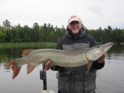 45.5inchmusky